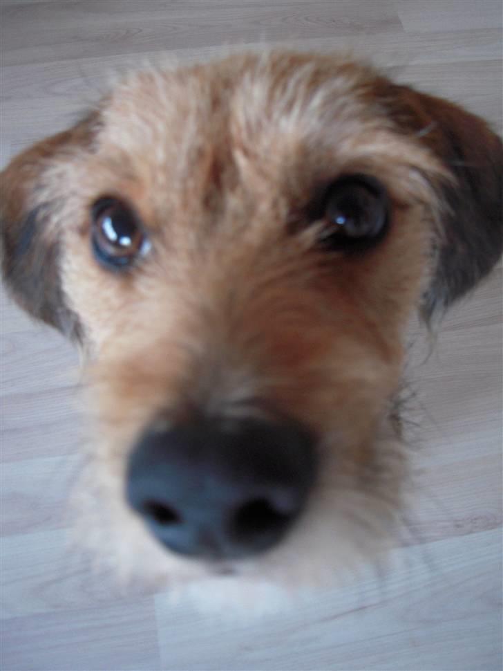 Blanding af racer Elvis - Elvis billede 1