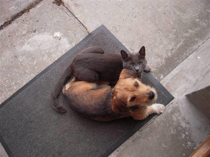 Blanding af racer Elvis - Ligger og hygger foran hoveddøren billede 2