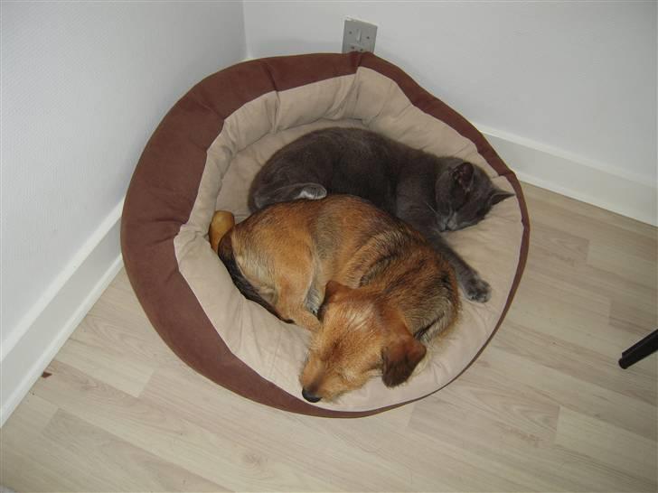 Blanding af racer Elvis - Altid rart med en bedbuddy billede 3