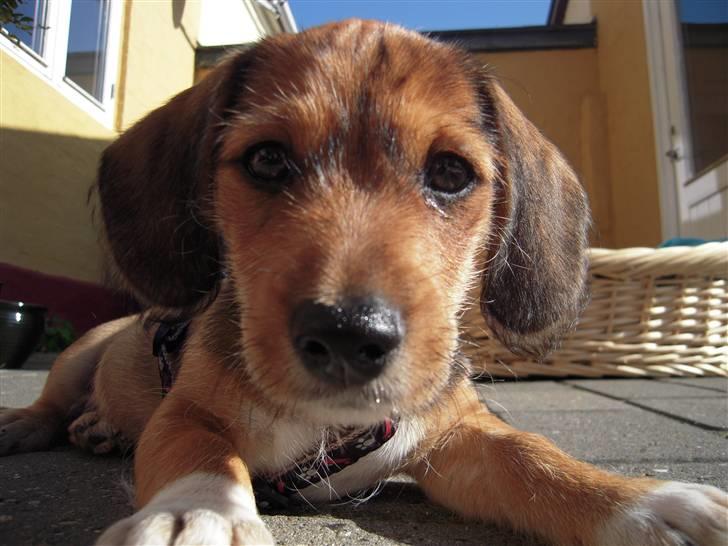 Blanding af racer Elvis billede 4