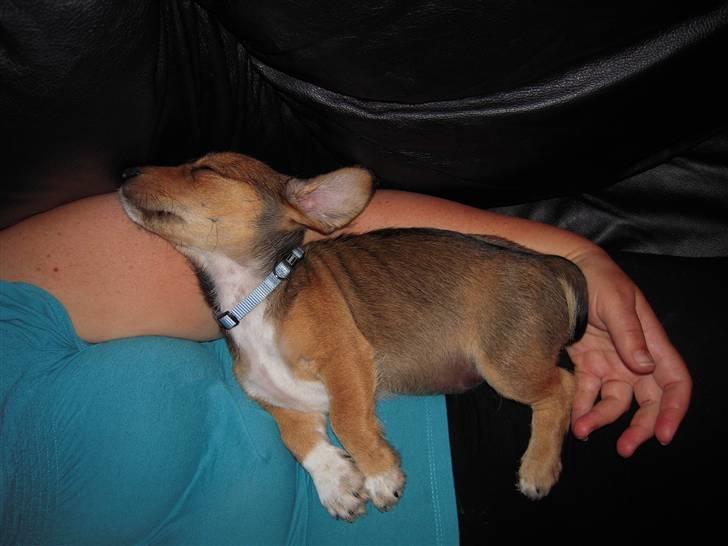 Blanding af racer Elvis - Klokkeblomst har lige været forbi, er lige ved at lette:o) billede 5