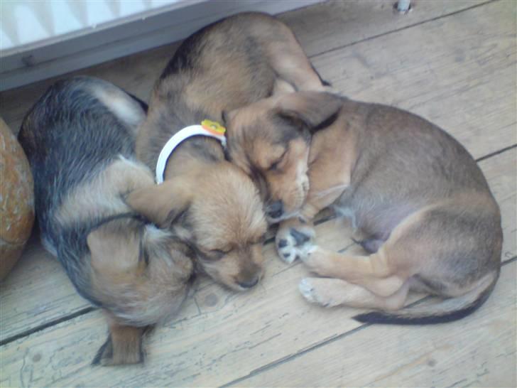 Blanding af racer Elvis - sover med søskende billede 6