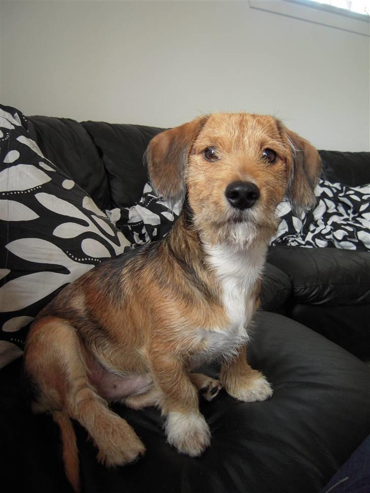 Blanding af racer Elvis billede 7