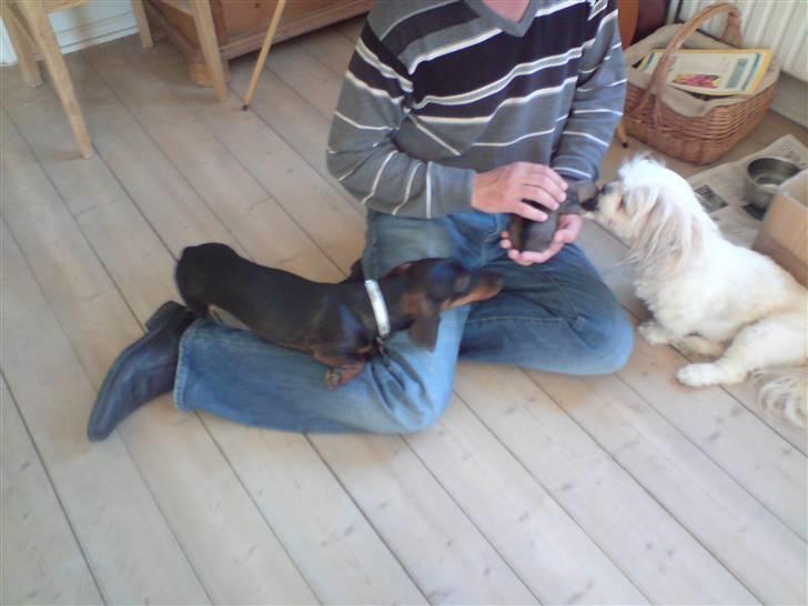 Blanding af racer Elvis - Elvis´ mor(hvid) og far(sort) billede 9