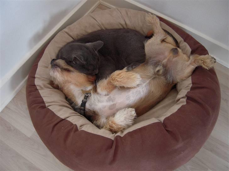 Blanding af racer Elvis billede 10