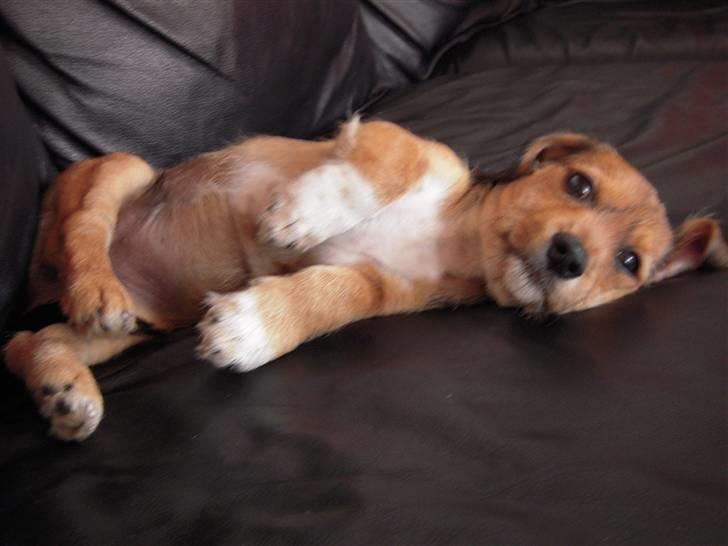 Blanding af racer Elvis billede 11