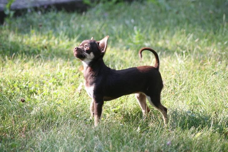 Chihuahua Gimmie From Sweetie DKK - 7 måneder billede 6