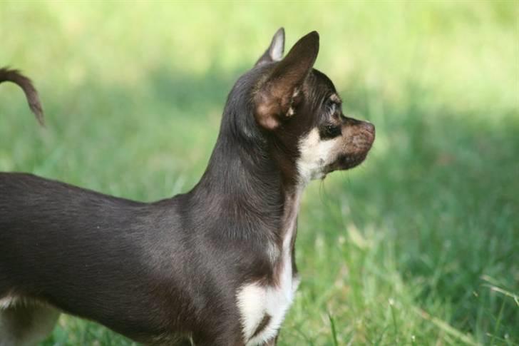 Chihuahua Gimmie From Sweetie DKK - 7 måneder billede 7