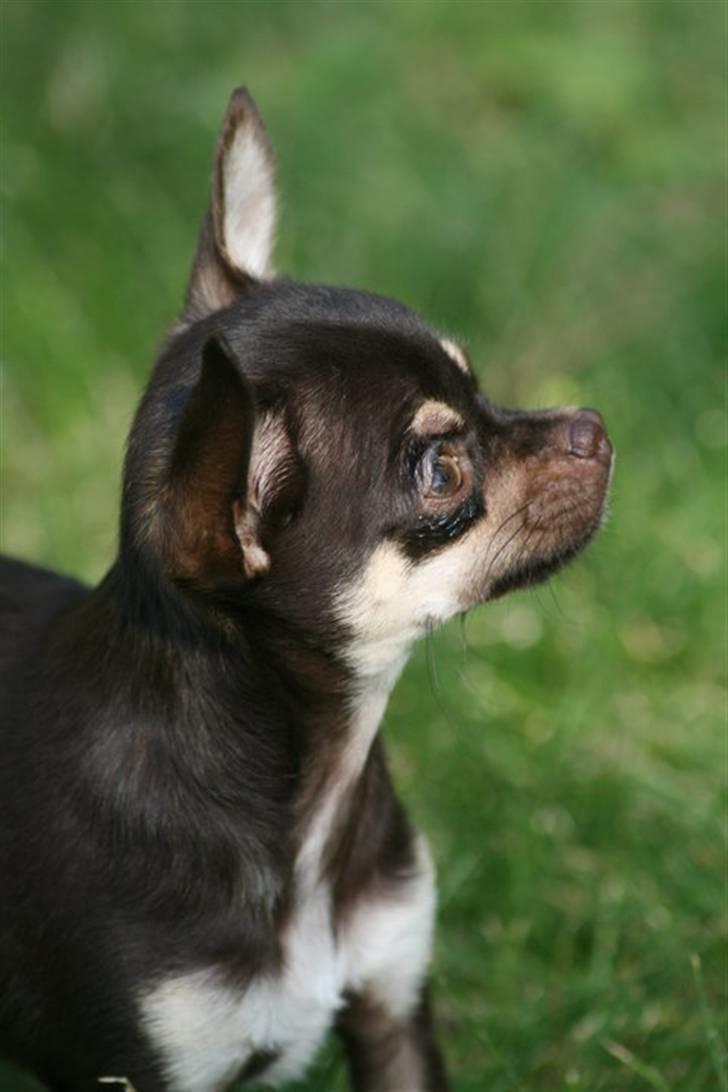 Chihuahua Gimmie From Sweetie DKK - 7 måneder billede 8