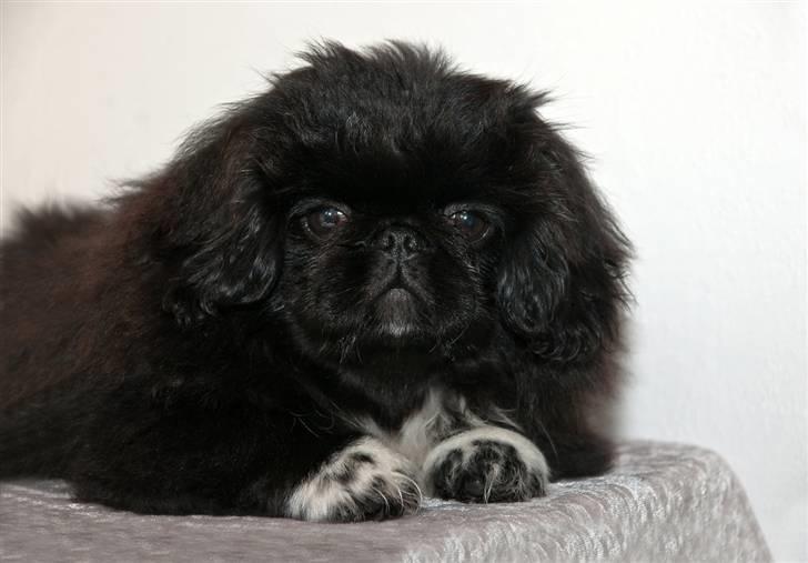 Pekingeser Boss - Så flot er jeg billede 9