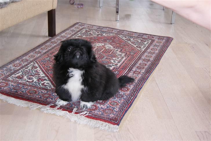 Pekingeser Boss - Første dag i nyt hjem billede 2