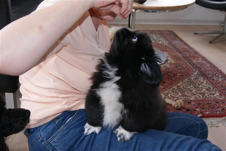 Pekingeser Boss - Mor driller billede 3