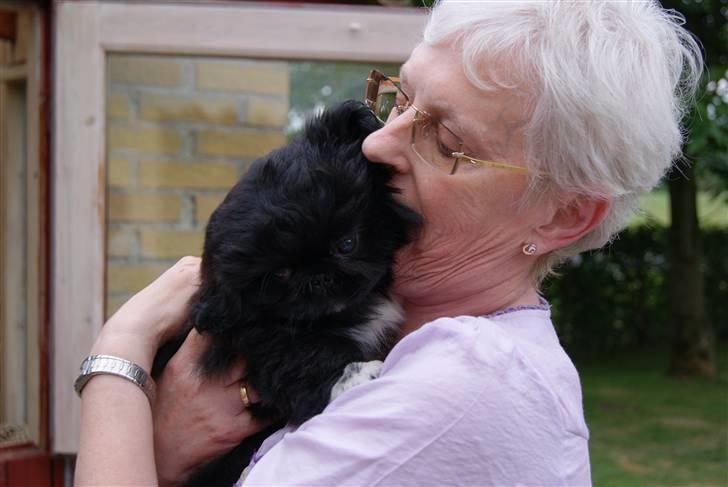 Pekingeser Boss - Kærlighed ved første møde billede 4