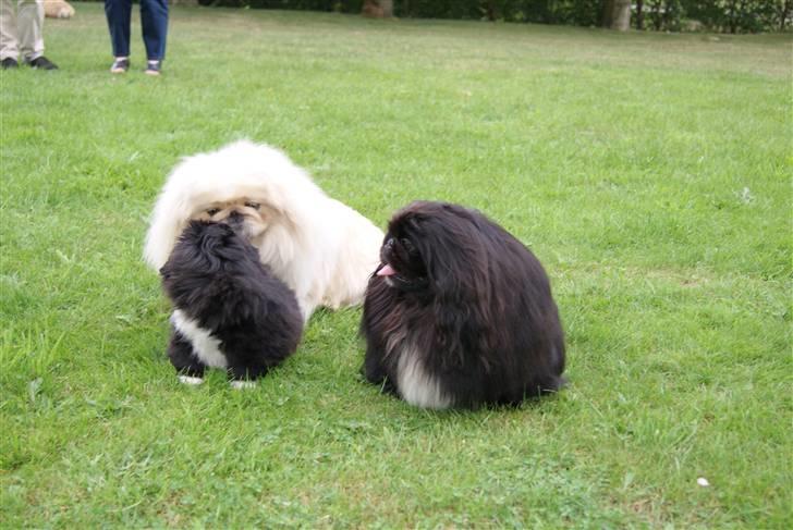 Pekingeser Boss - Nicolaj, Boss og fader Cæcar billede 5