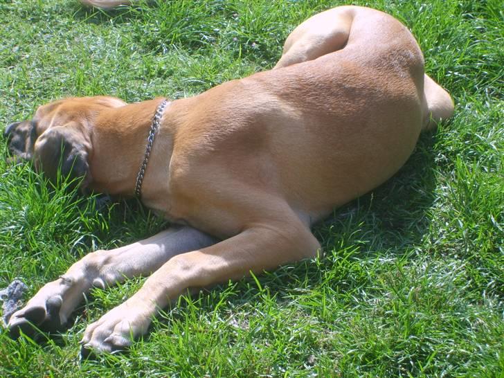 Grand danois Liva - lækkert at ligge i solen;) billede 9