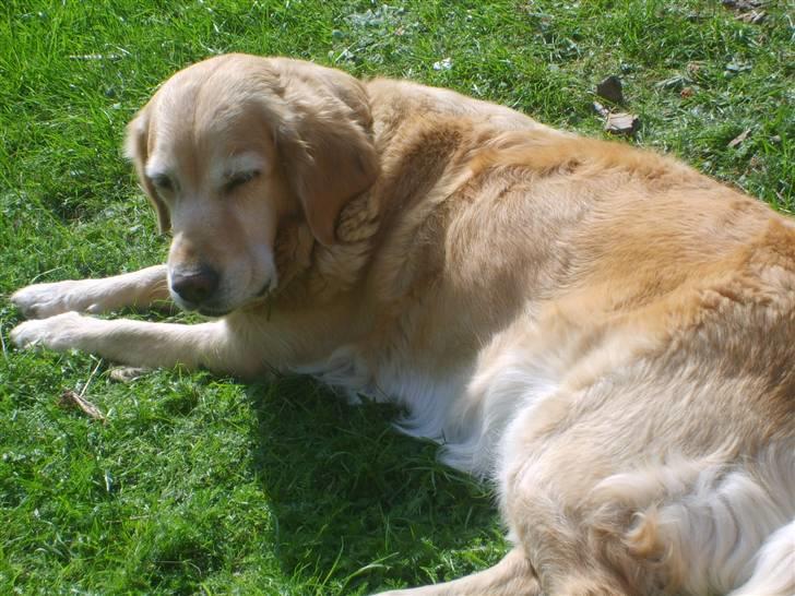 Golden retriever Daisy - dejligt at ligge i solen;D billede 7