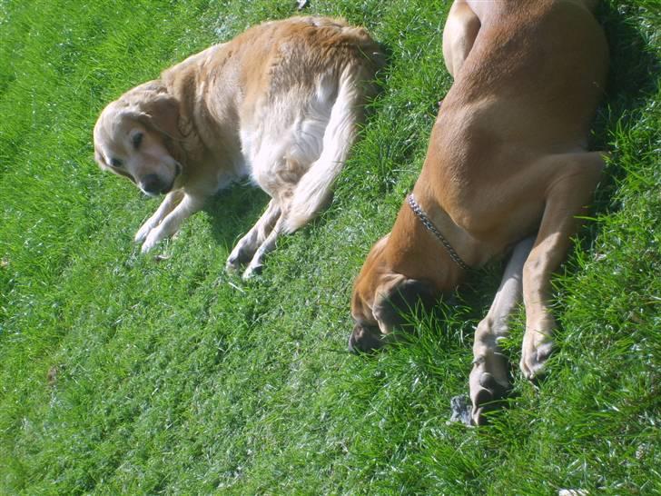 Golden retriever Daisy - vi er skabt for hindanden(når daisy ikke napper hende:(   ) billede 8