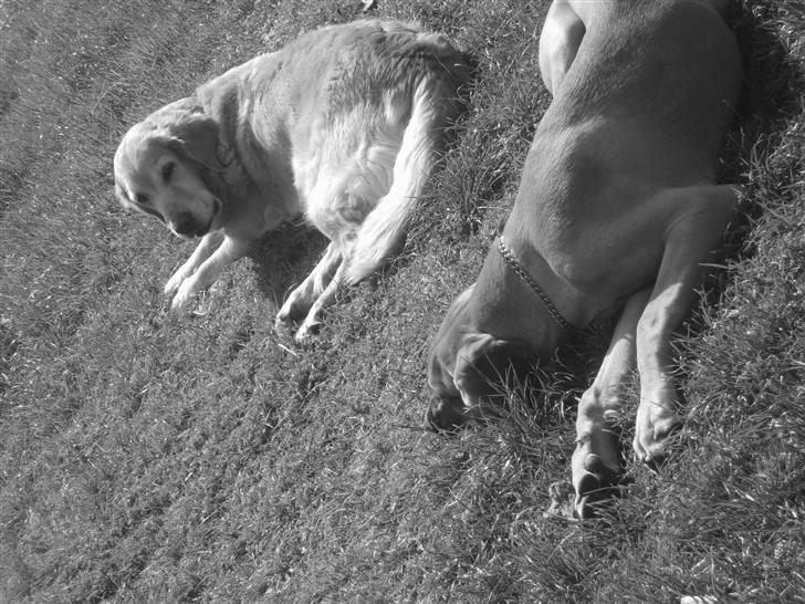 Golden retriever Daisy - sort,hvid;D billede 9