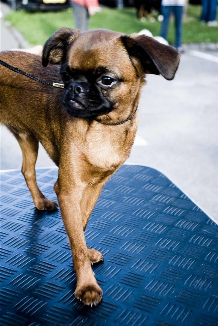 Griffon petit brabancon Loui billede 1