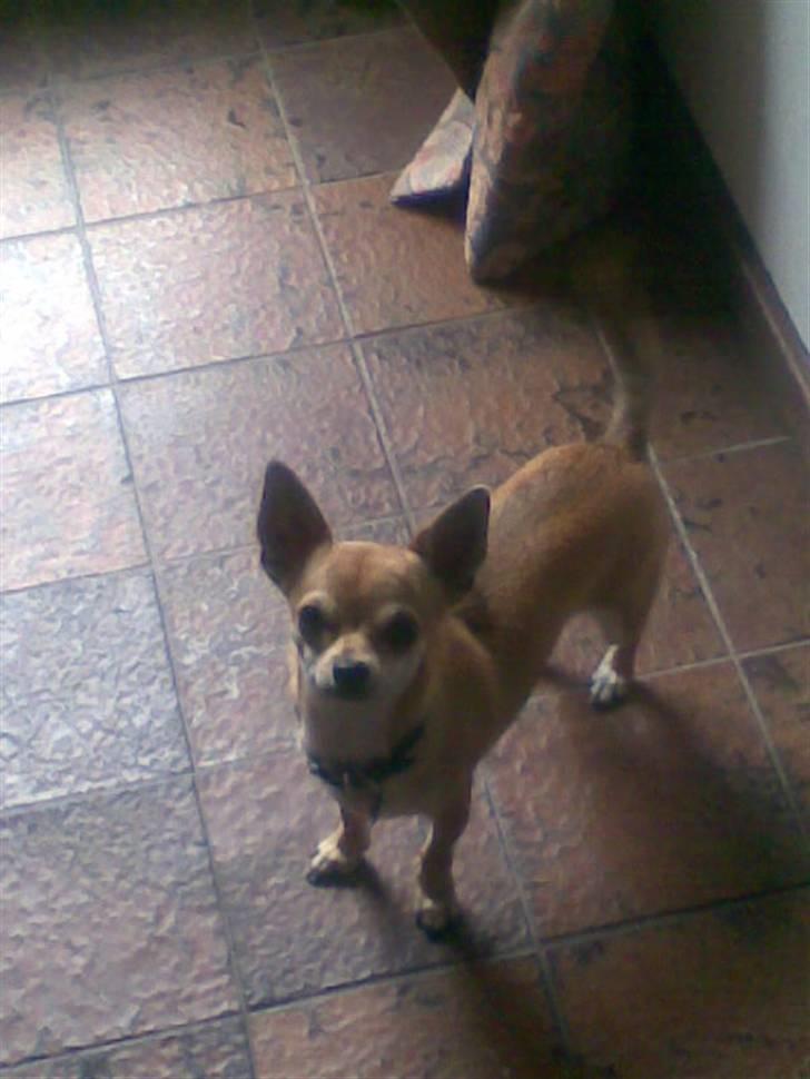 Chihuahua Birkedal's Sofus billede 1