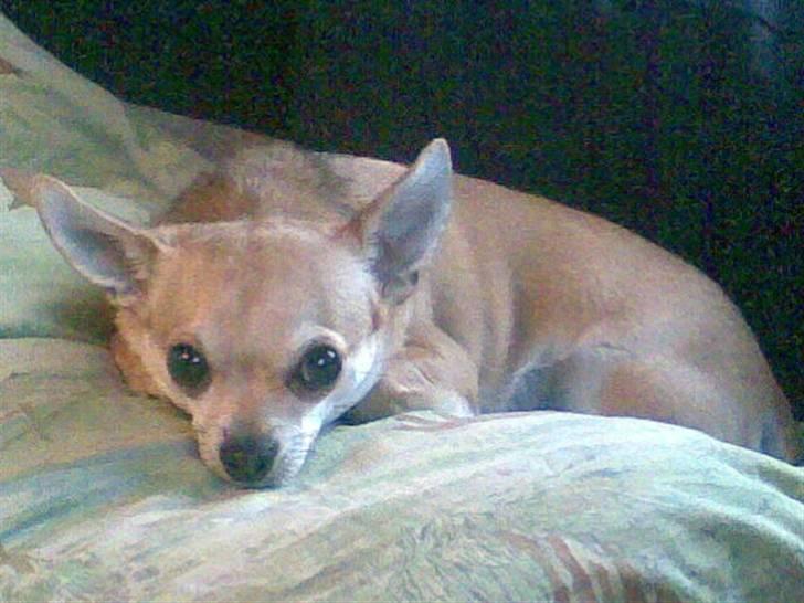 Chihuahua Birkedal's Sofus billede 2