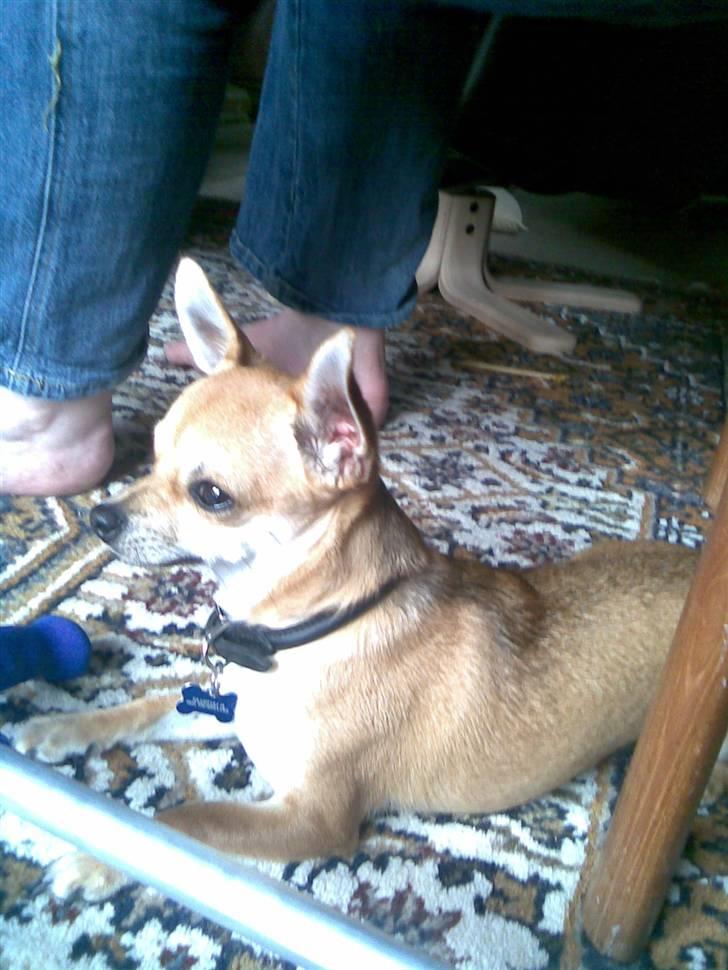 Chihuahua Birkedal's Sofus billede 3