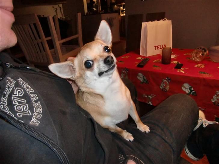 Chihuahua Birkedal's Sofus billede 5