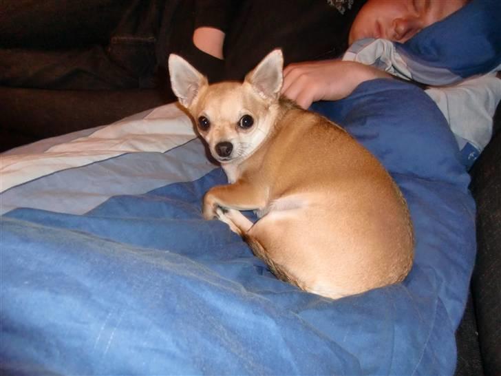 Chihuahua Birkedal's Sofus billede 6