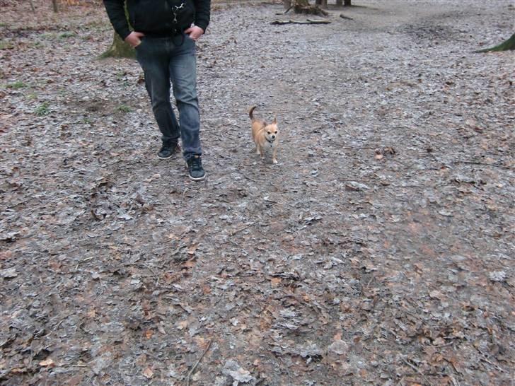 Chihuahua Birkedal's Sofus billede 7