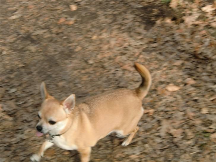 Chihuahua Birkedal's Sofus billede 8