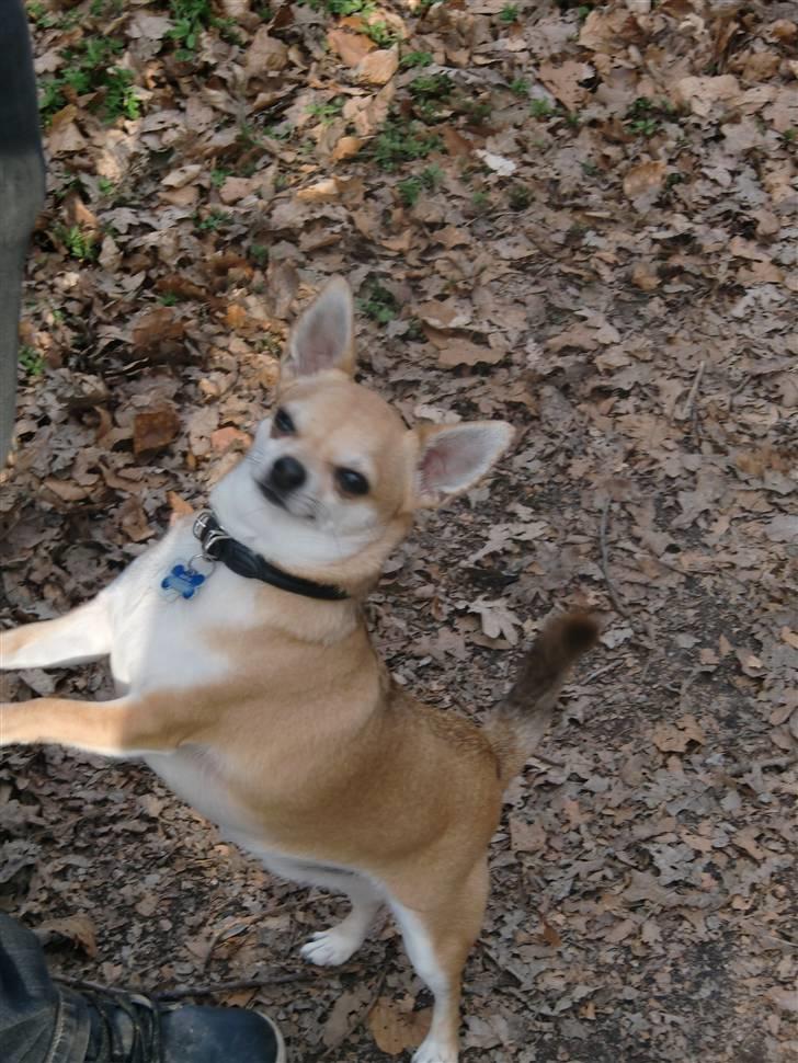 Chihuahua Birkedal's Sofus billede 9