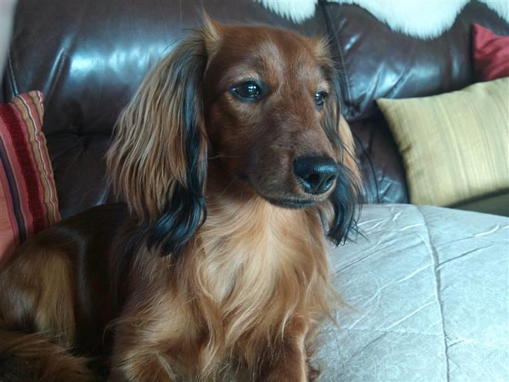 Miniature gravhund Käto - Smukke Käto <3 billede 6