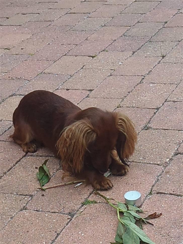 Miniature gravhund Käto - Käto leger :) billede 7