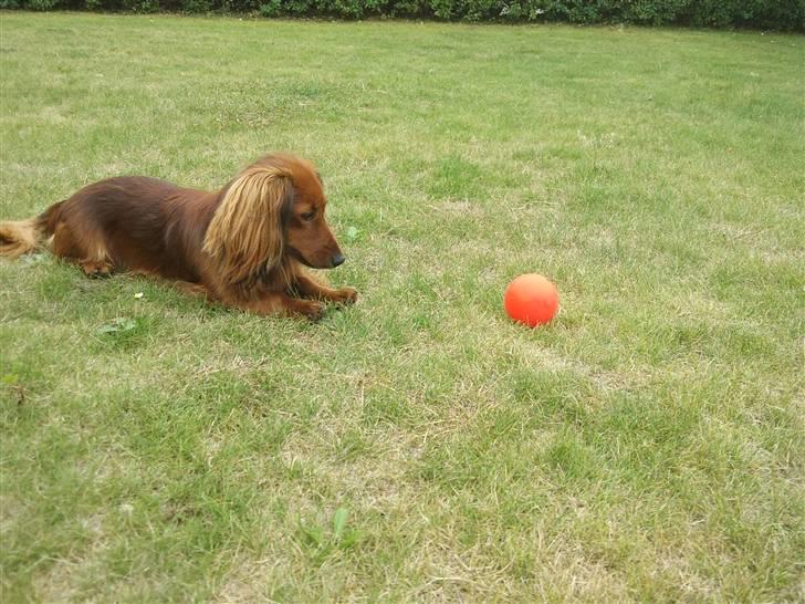 Miniature gravhund Käto - :) billede 8