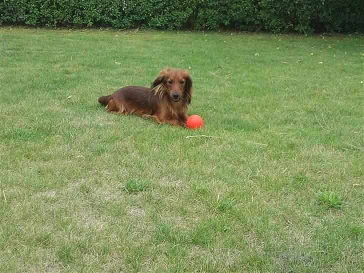 Miniature gravhund Käto - Käto leger igen :) billede 9