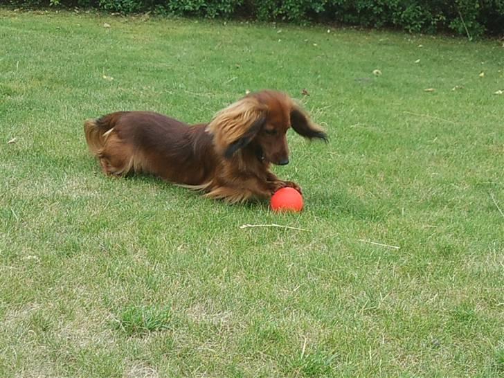 Miniature gravhund Käto - og igen.. billede 10