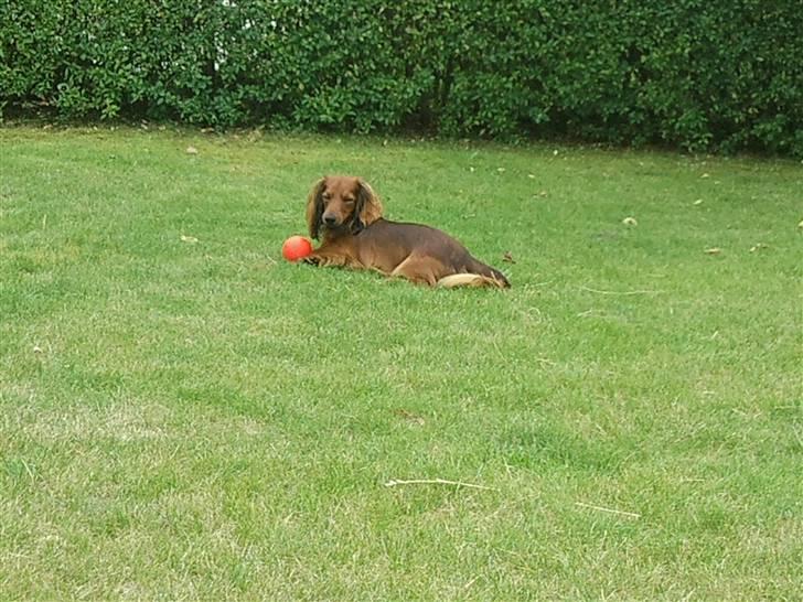 Miniature gravhund Käto - Så tager vi lige en slapper i haven :) billede 11