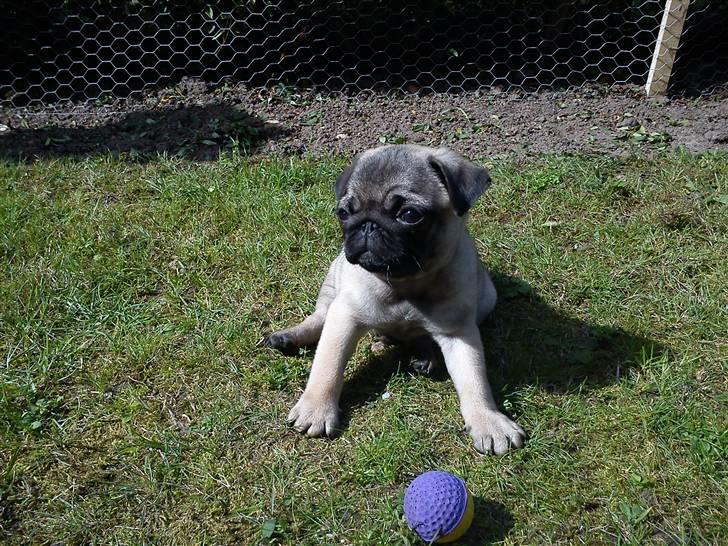 Mops Ozzy billede 10