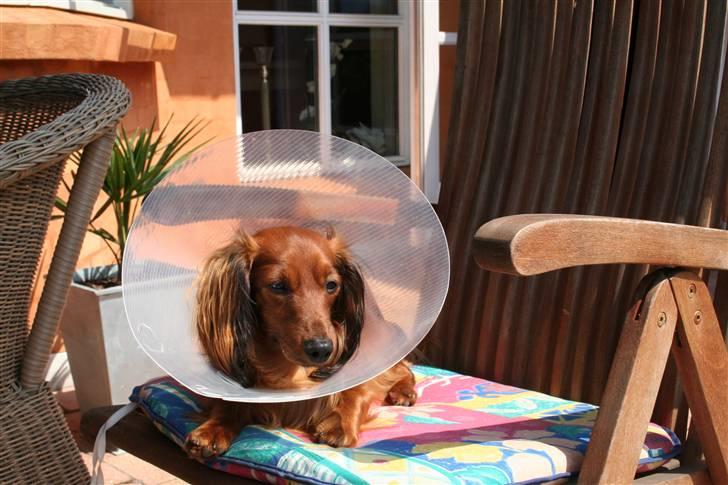 Miniature gravhund Käto - Käto-musen, da han lige var blevet kastreret :( <3 billede 12