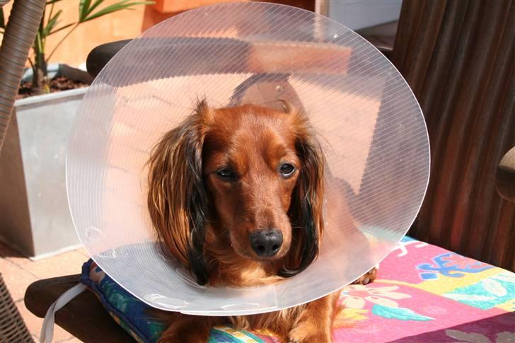 Miniature gravhund Käto - Så smuk! billede 13