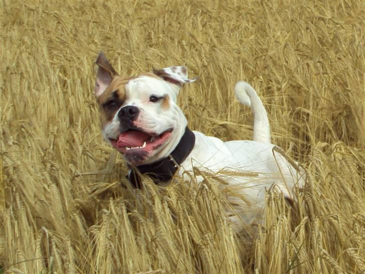 Blanding af racer SIGURD himmel hund ?? billede 19