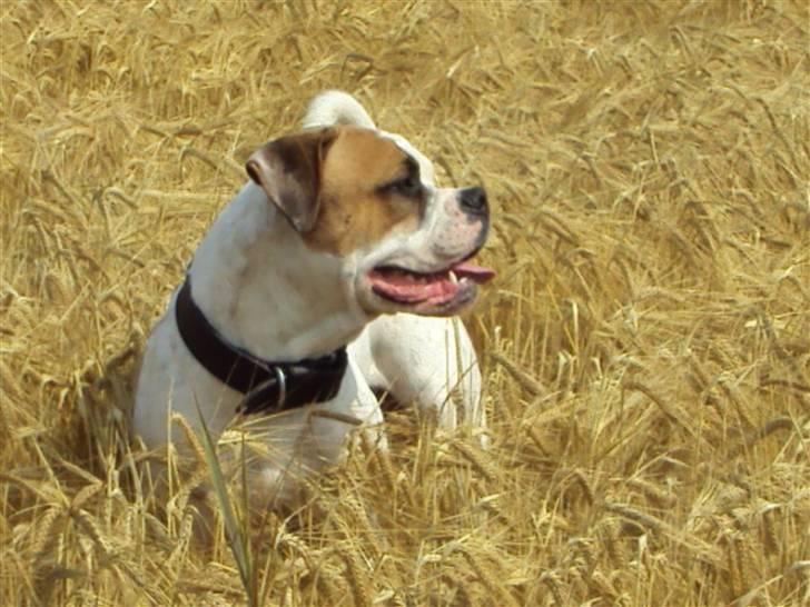 Blanding af racer SIGURD himmel hund ?? billede 20