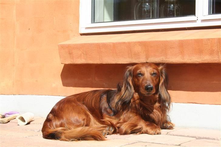 Miniature gravhund R.I.P min elskede Mickey <3 - Mickey drengen i solen :) billede 1