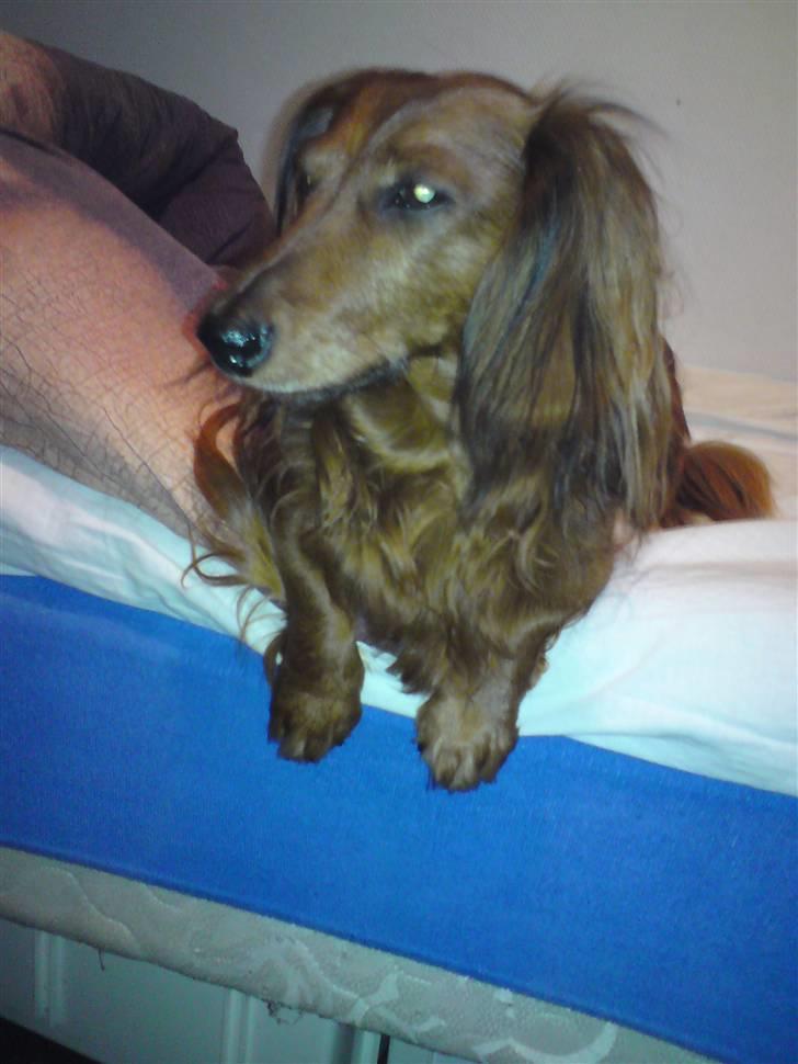 Miniature gravhund R.I.P min elskede Mickey <3 - Smukke Mickey <3 billede 2