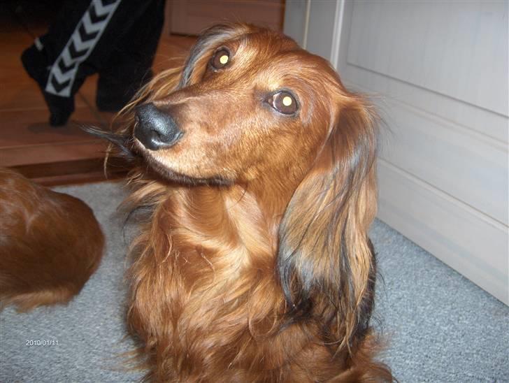 Miniature gravhund R.I.P min elskede Mickey <3 - :) billede 3