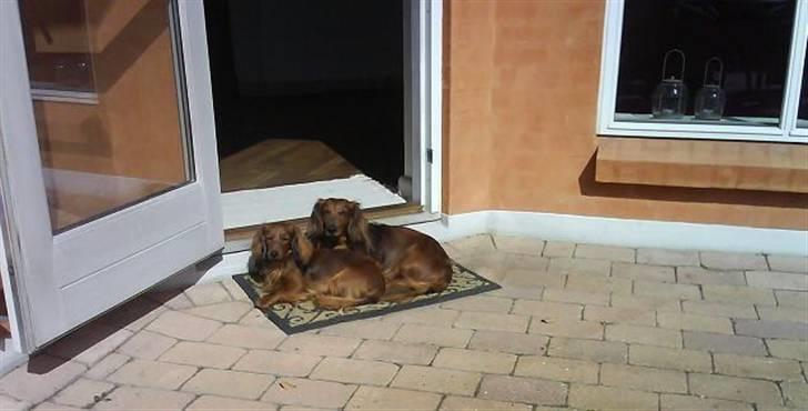 Miniature gravhund R.I.P min elskede Mickey <3 - Mickey som ligger bagerst, og Käto foran :) billede 4