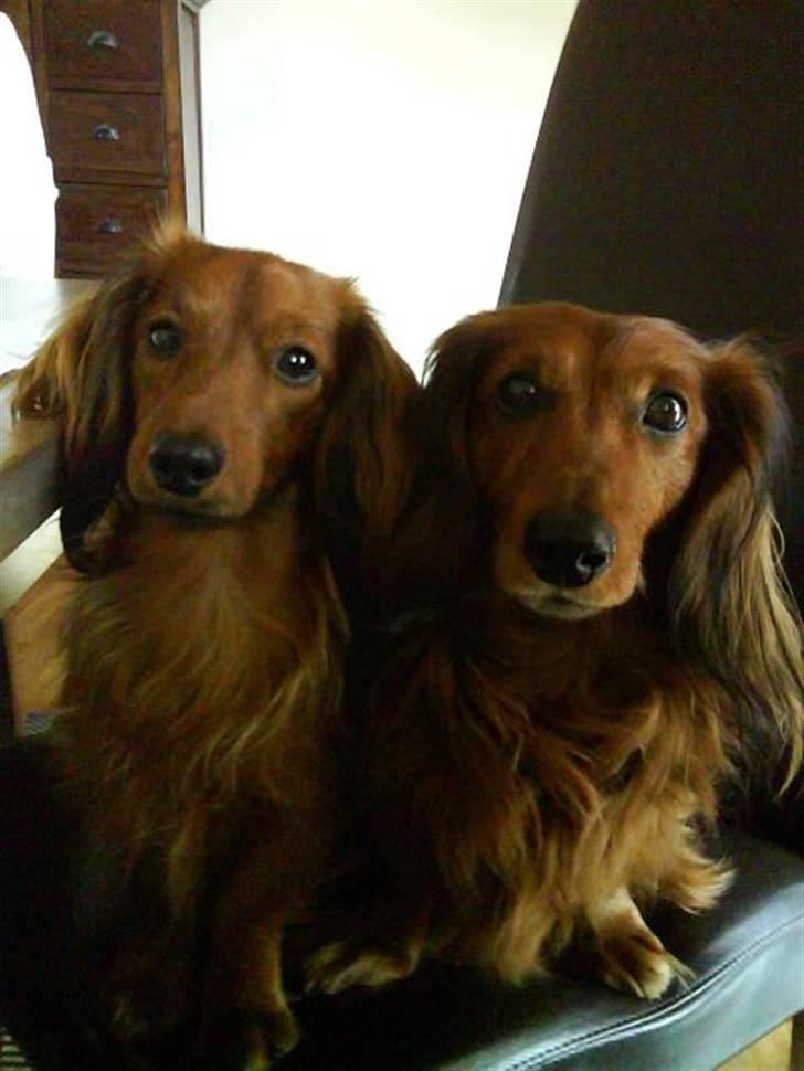 Miniature gravhund R.I.P min elskede Mickey <3 - Käto til venstre og Mickey til højre <3 billede 5