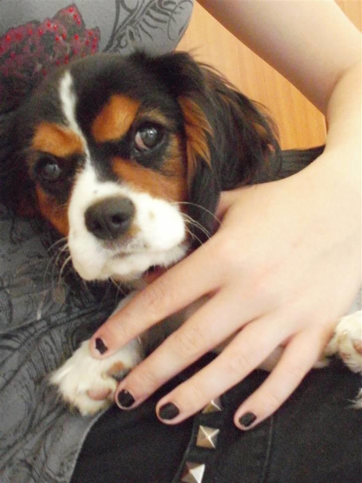 Cavalier king charles spaniel Tilde billede 12