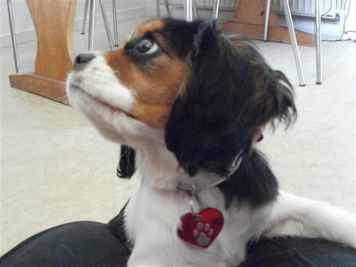 Cavalier king charles spaniel Tilde billede 13
