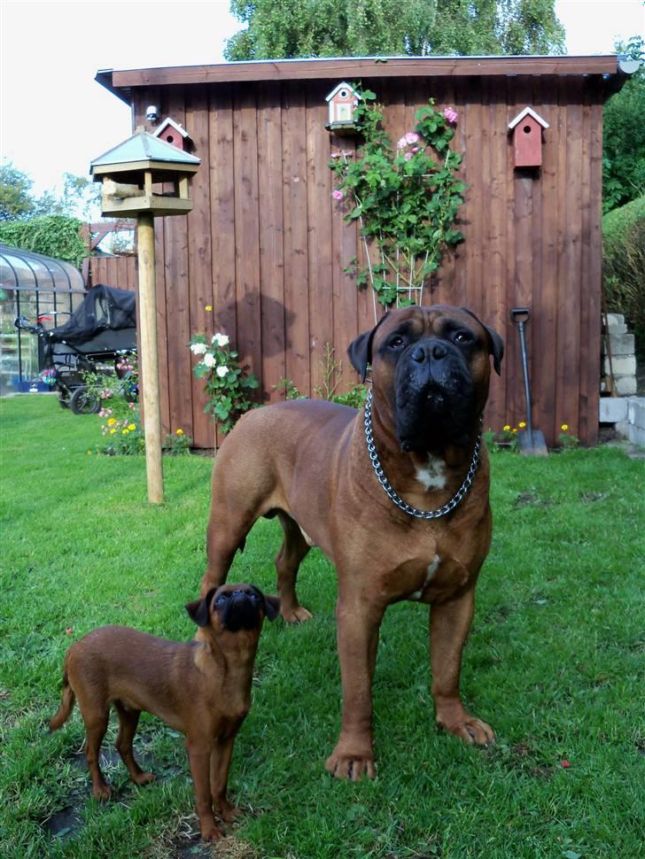 Griffon petit brabancon Loui - Mig og min bror viser muskler ! billede 2
